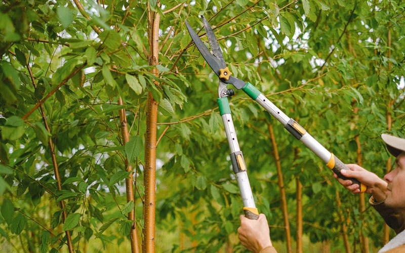 Tree trimming in Dawson, IA